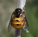 Ogcodes rufoabdominalis