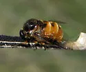 Ogcodes rufoabdominalis - photo 2