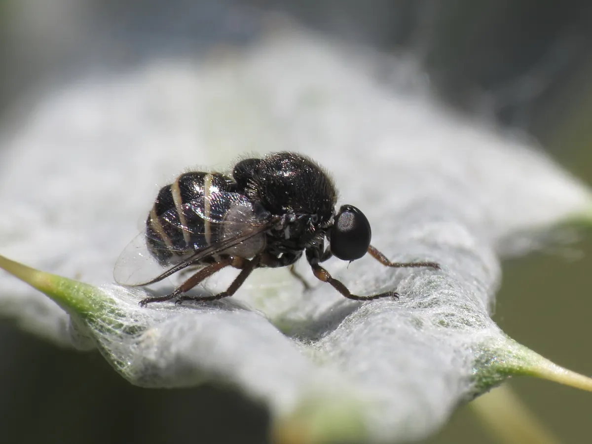 Ogcodes zonatus - photo 2