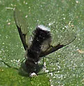 Ogcodocera analis