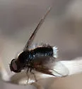 Ogcodocera analis - photo 2