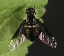 Ogcodocera analis - photo 5