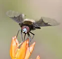 Ogcodocera leucoprocta - photo 2