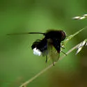 Ogcodocera leucoprocta - photo 4