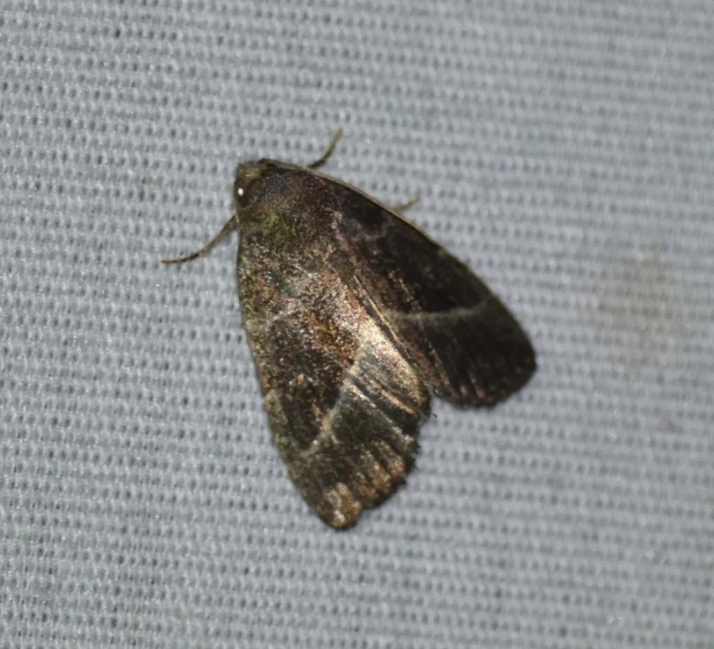 Ogdoconta altura - Hodges#9723 - photo 2