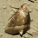 Common Pinkband - Hodges#9720
