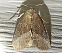 Common Pinkband - Hodges#9720 - photo 2