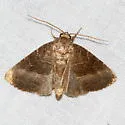 Common Pinkband - Hodges#9720 - photo 3