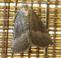 Common Pinkband - Hodges#9720 - photo 5