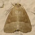 Ogdoconta moreno - Hodges#9721