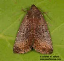Ogdoconta rufipenna - Hodges#9724.1