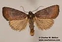 Ogdoconta rufipenna - Hodges#9724.1 - photo 2