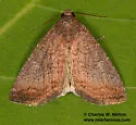 Ogdoconta rufipenna - Hodges#9724.1 - photo 3