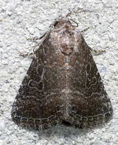 Ogdoconta tacna - Hodges#9724