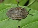 Ridged Carrion Beetle