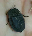 Ridged Carrion Beetle - photo 2