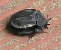 Ridged Carrion Beetle - photo 3