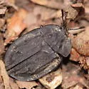 Ridged Carrion Beetle - photo 4
