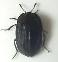 Ridged Carrion Beetle - photo 5