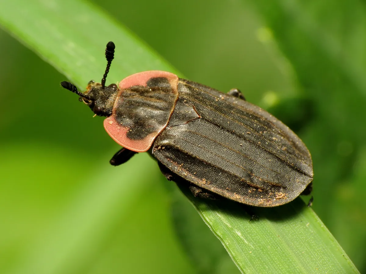 Margined Carrion Beetle