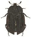 Oiceoptoma rugulosum