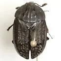 Oiceoptoma rugulosum - photo 2