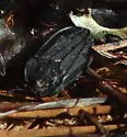 Oiceoptoma rugulosum - photo 4