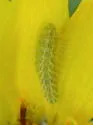 Balsamroot Plume Moth - Hodges#6162