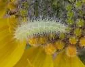 Balsamroot Plume Moth - Hodges#6162 - photo 2
