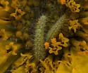 Balsamroot Plume Moth - Hodges#6162 - photo 3