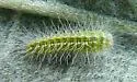 Balsamroot Plume Moth - Hodges#6162 - photo 4