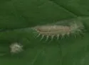 Eupatorium Plume Moth - Hodges#6168