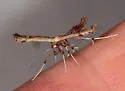 Eupatorium Plume Moth - Hodges#6168 - photo 4