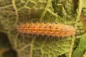 Eupatorium Plume Moth - Hodges#6168 - photo 5
