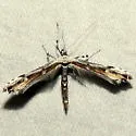 Wormwood Plume Moth - Hodges#6171