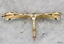 Wormwood Plume Moth - Hodges#6171 - photo 2