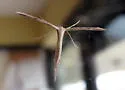 Yarrow Leaf Plume Moth - Hodges#6166