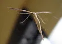 Yarrow Leaf Plume Moth - Hodges#6166 - photo 2
