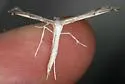 Yarrow Leaf Plume Moth - Hodges#6166 - photo 3