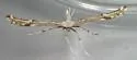 Yarrow Leaf Plume Moth - Hodges#6166 - photo 4