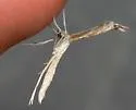 Yarrow Leaf Plume Moth - Hodges#6166 - photo 5