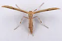 Western Plume Moth - Hodges#6161