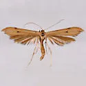 Western Plume Moth - Hodges#6161 - photo 2