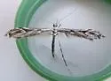 Scorpionweed Plume Moth - Hodges#6170