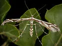 Scorpionweed Plume Moth - Hodges#6170 - photo 2