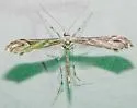 Scorpionweed Plume Moth - Hodges#6170 - photo 3