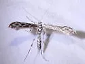 Scorpionweed Plume Moth - Hodges#6170 - photo 4