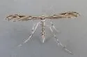 Scorpionweed Plume Moth - Hodges#6170 - photo 5