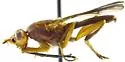 Oidematops ferrugineus - photo 2