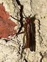 Oidematops ferrugineus - photo 3